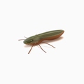 Nays BG 2.0" 5.1cm Creaturebait (6 Stuks)