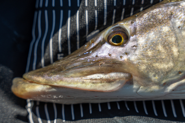 Ultimate Predator Mat 130cm