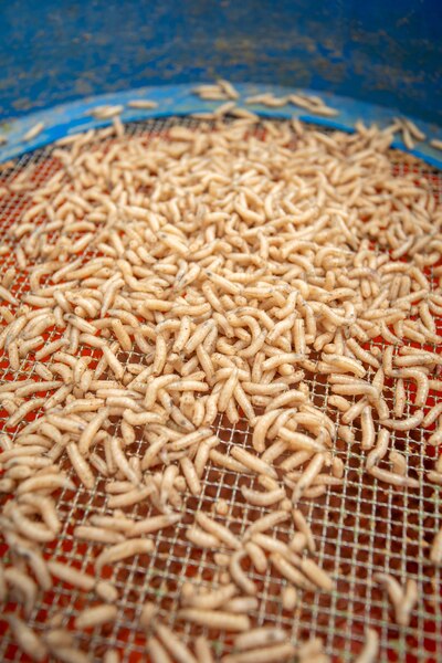 Sonubaits Maggot Glue (300g)