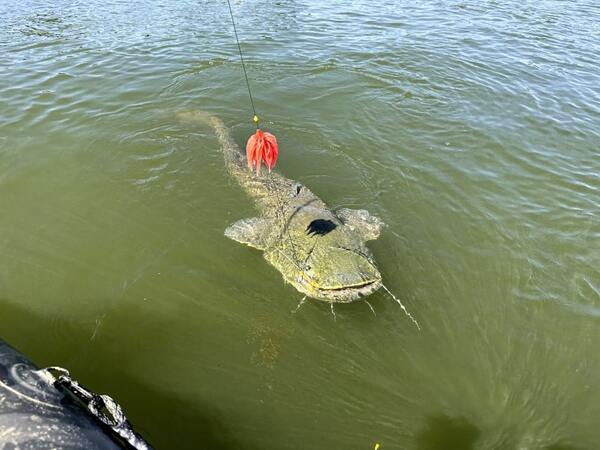 Black Cat Real Worm Teaser Catfish Lure Rig