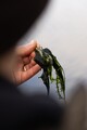 Korda Grapple Lead Peillood