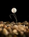 Korda Pop Up Boilie Banoffee White Imitatie Boilies