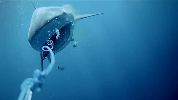 GoFish HD Underwater Cam