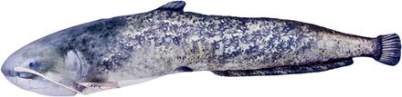 Gaby The Catfish 115cm