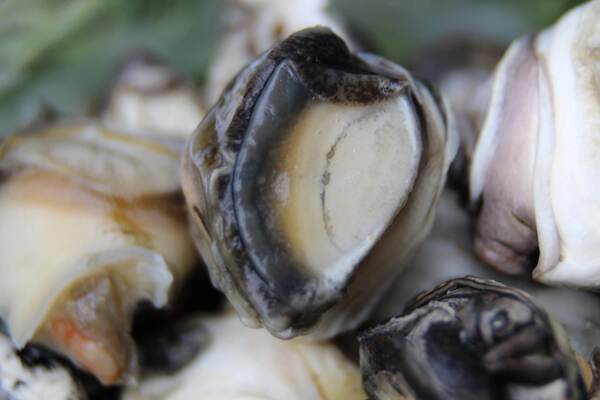 Subgrubs 'Natural Bait' Ready To Fish Bucket (Pellets + Liquid + Snails)