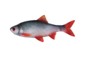 Fox Rage Ultra Natural Fillet Shad 8cm (4 Stuks)