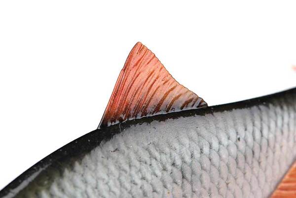 Fox Rage Ultra-Realistic Roach Replicant Swimbait 18cm (80g)