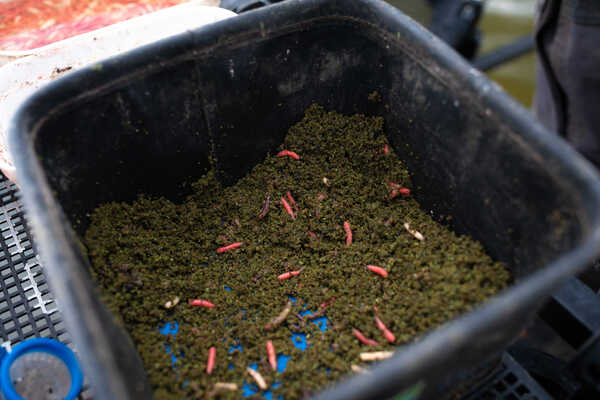 Sonubaits Pro Groundbait Thatchers Green (900g)