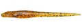 Megabass Hazedong Shad 12.5cm (7 Stuks) - Dark Melon Pepper