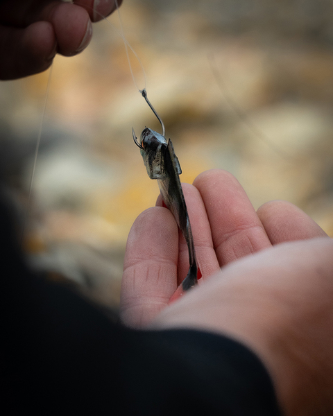 Fox Rage Ultra Natural Fillet Shad 8cm (4 Stuks)