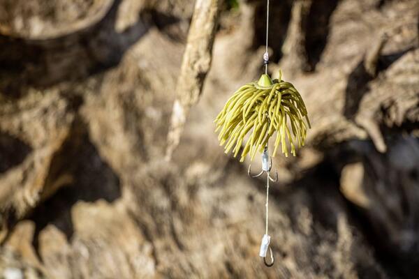 Black Cat Real Worm Teaser Catfish Lure Rig