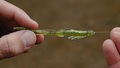 Jaeger Perch Go Kit Hengelset 2,04m (5-15g)