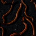 Tactic Carp Trigger Worms Natural Baits (30ml)