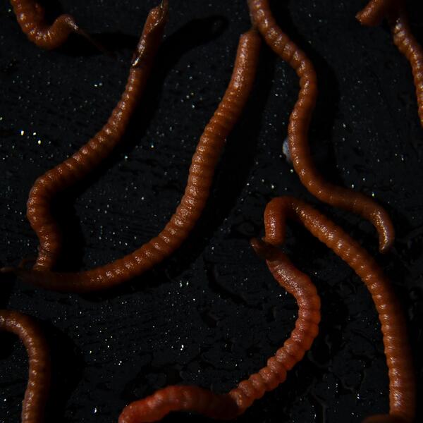 Tactic Carp Trigger Worms Natural Baits (30ml)