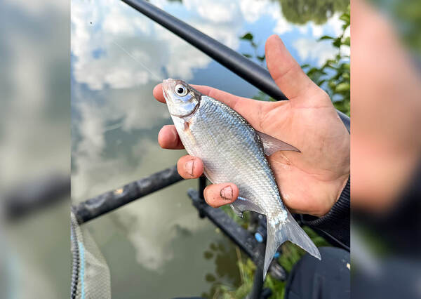 Cresta Centurion Comp Pro S440 Super Pack Vaste Hengel 11.5m