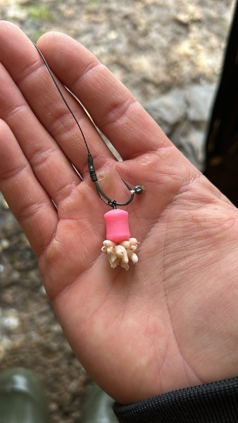 Tactic Carp Instant Maggot Pack