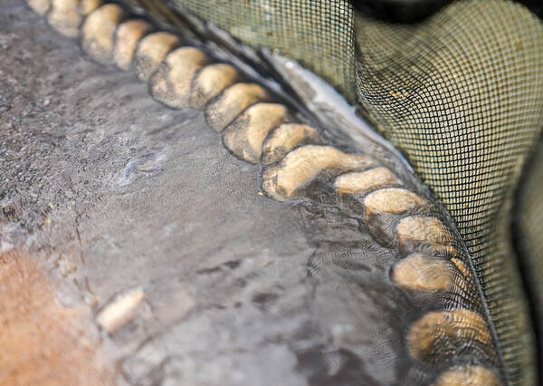 Canne de Bordure Cresta Identity Ultra 1000 Pro 5.6m