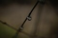 Black Cat Perfect Passion X Bank Meervalhengel