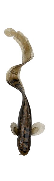 Savage Gear 3D Burbot 25cm - Motor Oil