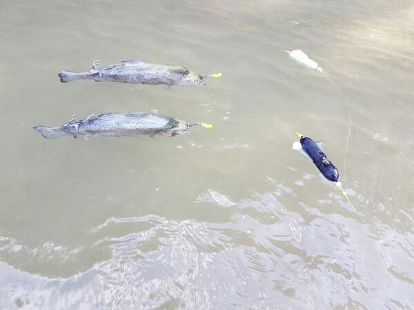 Spławik Black Cat Dead Float Black