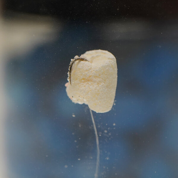 Spro Trout Master Marshmallows Forel Aas (35g)