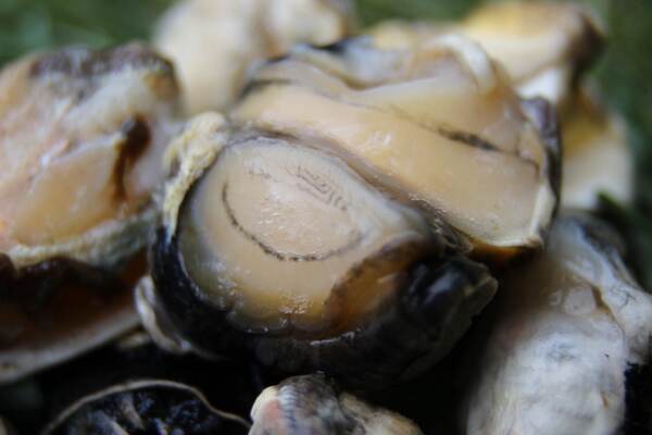 Subgrubs 'Natural Bait' Ready To Fish Bucket (Pellets + Liquid + Snails)
