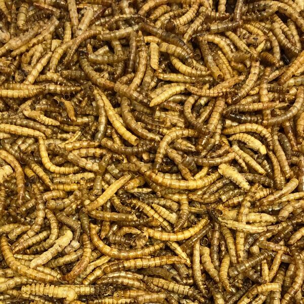 Vivani Dried Meal Worms - 400 gram