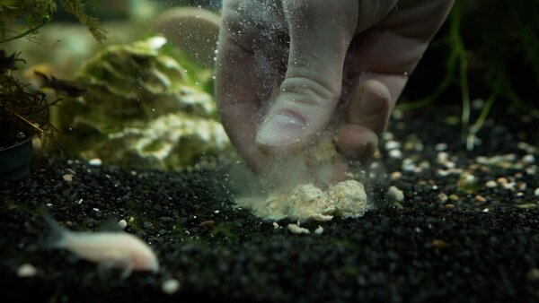 Tactic Carp Instant Maggot Pack