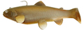 Castaic Swimbait Trout - Carp