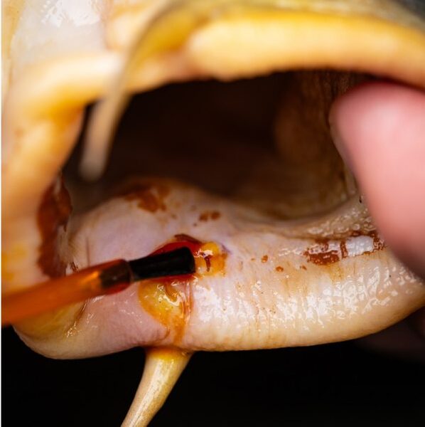 Pro Elite Baits Medicarp Antibacterieel Ontsmettingsmiddel (30ml)