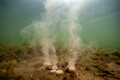 Ultimate Baits Carp Summer Pack