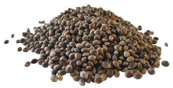 Zammataro Hennep (800g)