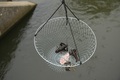 Everyfish Crayfish Trap Kreeften Net