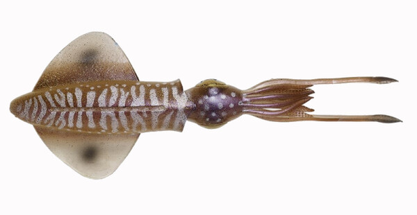 Savage Gear 3D Swim Squid Sinking Softbait 9.5cm (5g) (4 sztuki) - Cuttlefish