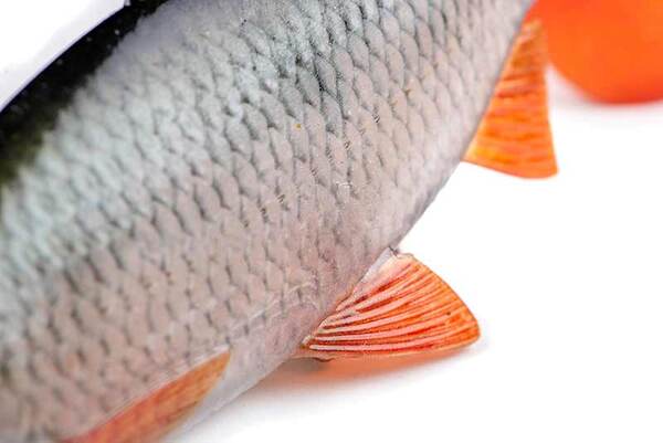 Fox Rage Ultra-Realistic Roach Replicant Swimbait 18cm (80g)