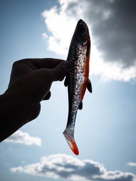 Savage Gear 3D Herring Shad 28cm (150g)