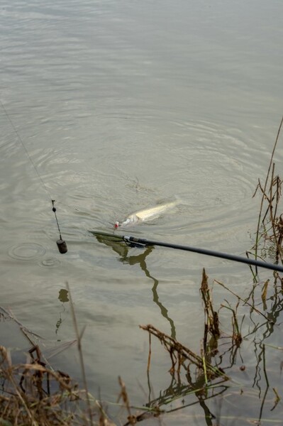 Korum Limitless Power Mango Telescópico para Sacadera