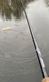 Patriot Ace Deadbait Doodaashengel 12ft/3.64m (2.75lb)