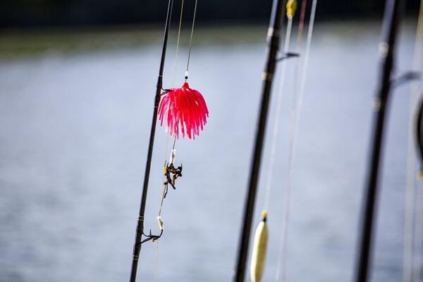 Black Cat Real Worm Teaser Catfish Lure Rig