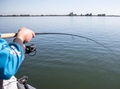 Patriot Ace Deadbait Doodaashengel 12ft/3.64m (2.75lb)