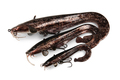 Fox Rage Ultra Natural Catfish Replicant Swimbait