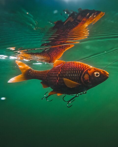 Savage Gear 3D Line Thru Roach Sinking 32cm (445g) 