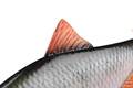 Fox Rage Ultra-Realistic Roach Replicant 10cm (18g)