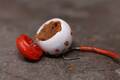 Liquirigs Multi-Bait Boilie Hookbait System Washed Out White In-Line (4 Stuks)