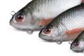 Fox Rage Ultra-Realistic Roach Replicant 10cm (18g)