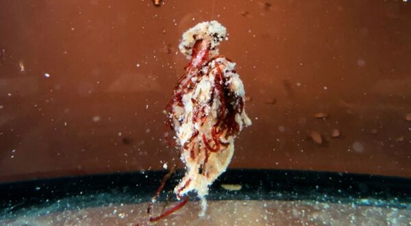 Saenger DK Fishing Son's Secret Bindpoeder Dip (85g)