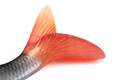 Fox Rage Ultra-Realistic Roach Replicant Swimbait 18cm (80g)