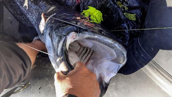 Black Cat Real Worm Teaser Catfish Lure Rig