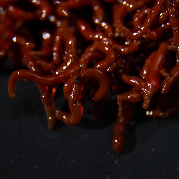 Tactic Carp Trigger Hookbaits Natural BloodWorms + Shellfish (50ml)