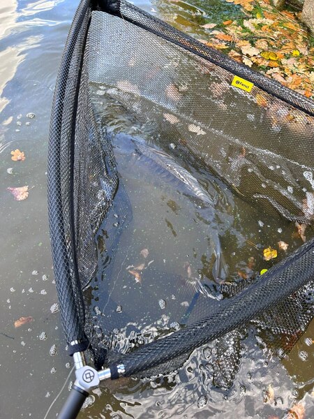 Podbierak Karpiowy Fencl Carp Classic Rubberized 42" + 200cm Steel + Cover